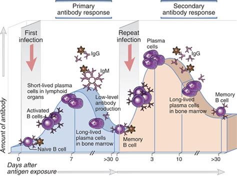 Differences between Primary and Secondary Immune Response | Medical school studying, Medical ...