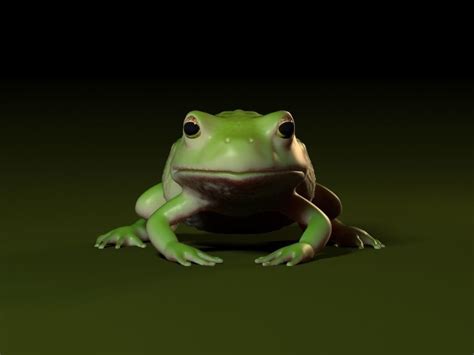 Frog 001 3D model | CGTrader