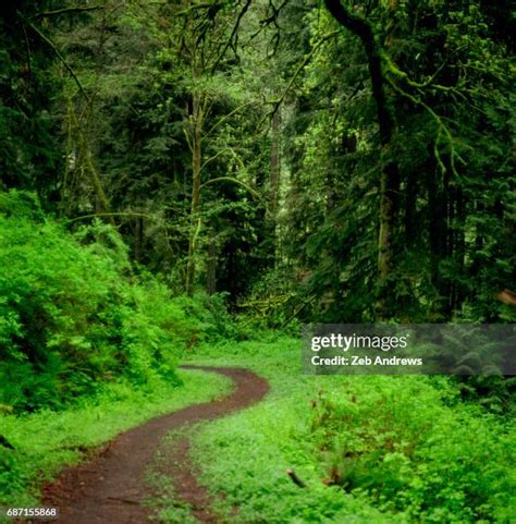 Forest Park (Portland) Photos and Premium High Res Pictures - Getty Images