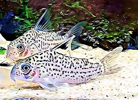 The COMPLETE List of All 163 Corydoras Species! - VivariumTips