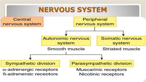 RECEPTORS-ADRENERGIC AND CHOLINERGIC