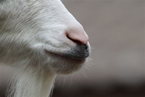 Goat Snout Nose Close - Free photo on Pixabay - Pixabay