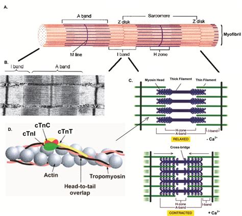 Figure 1.2 from Engineered Cardiac Troponin C Structure-Function ...