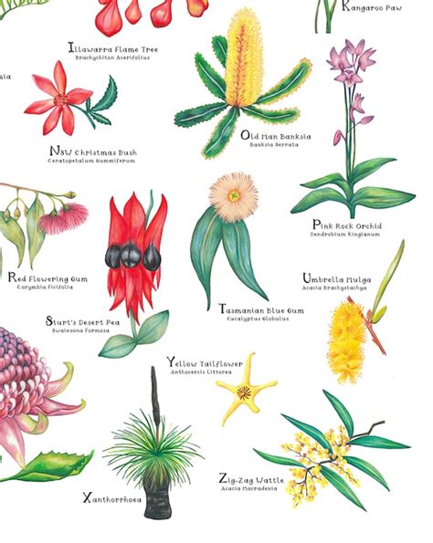 A-Z Of Australian Native Plants Botanical Print Hand Drawn Australia ...