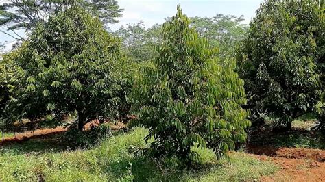 kebun durian musang king dan pelangi - YouTube