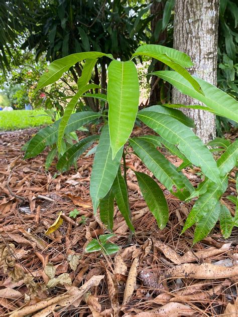 Kent mango infant tree organically grown | Etsy