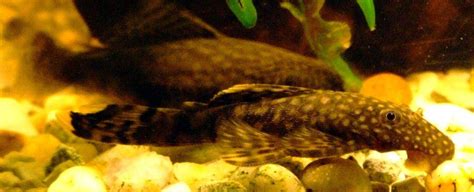 Comprehensive Guide to Caring for Bristlenose Catfish