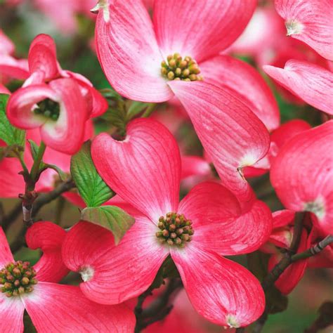 PINK DOGWOOD Tree 3pot Outdoor & Gardening Plants trustalchemy.com