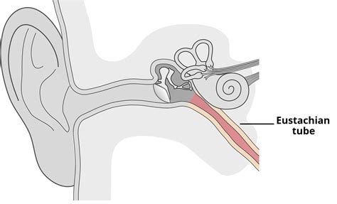 The Eustachian (Auditory) Tube - Osseous - Cartilaginous -TeachMeAnatomy