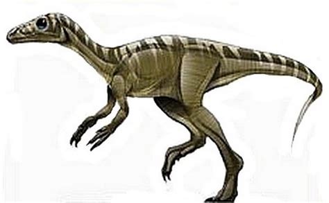 Eoraptor Pictures & Facts - The Dinosaur Database