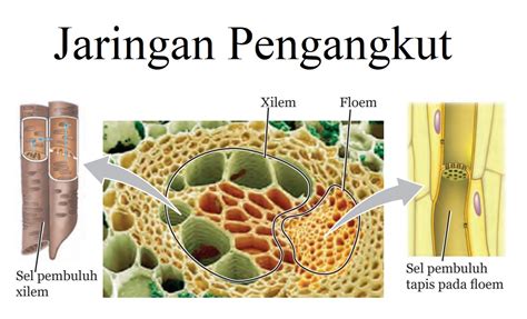 Jaringan Pengangkut Pada Tumbuhan - Homecare24