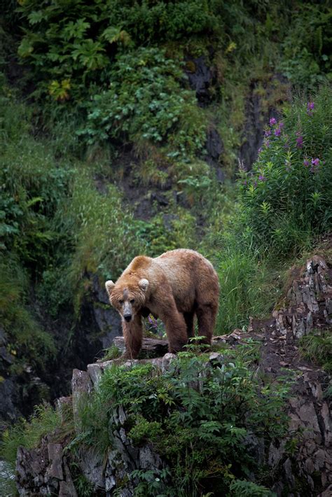 "Kodiak Bear, Kodiak Island, Alaska" by lostin4tune on Flickr ~ Kodiak ...