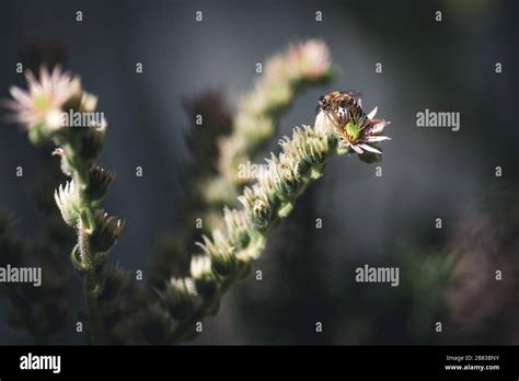 Houseleek flower hi-res stock photography and images - Alamy