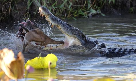 SALTWATER CROCODILE is a huge Monster that devours Whales and Tigers ...