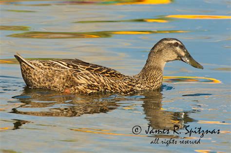 Cinnamon Teal [Duck] (female) - Anas cyanoptera | Please vis… | Flickr