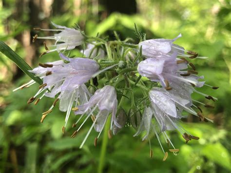 Wisconsin Wildflower | Eastern Waterleaf | Virginia Waterleaf | Hydrophyllum virginianum