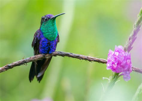 A fine selection of pictures of hummingbirds of Costa Rica - Aratinga Tours