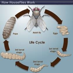 Fly Life Cycle - Information & Sloutions - Ecomist - Blog