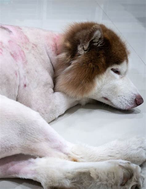 Skin Infections in Dogs: Types, Causes, Symptoms, and Treatments | Dog-Breeds.com