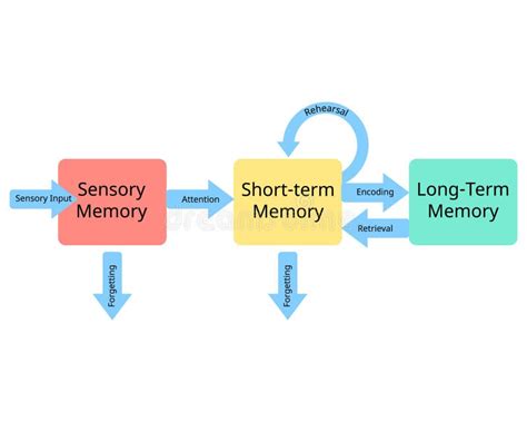 Three Stages of Memory from Sensory Memory To Short Term Memory and Long Term Memory Stock ...