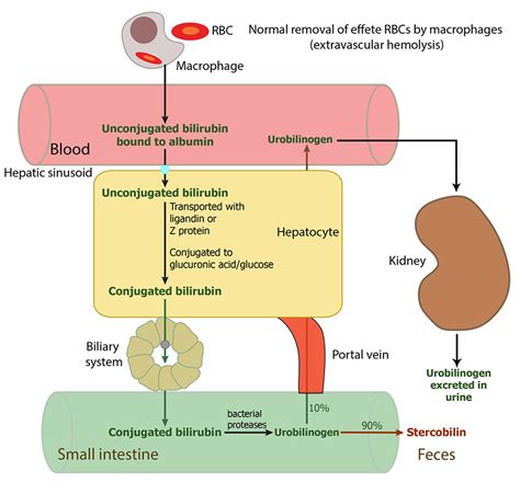 Outline of normal bilirubin metabolism | eClinpath