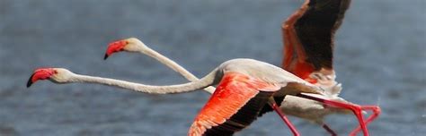 Greater Flamingo - Flamingo Facts and Information