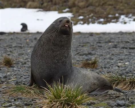 Antarctic Fur Seal - Facts, Diet, Habitat & Pictures on Animalia.bio