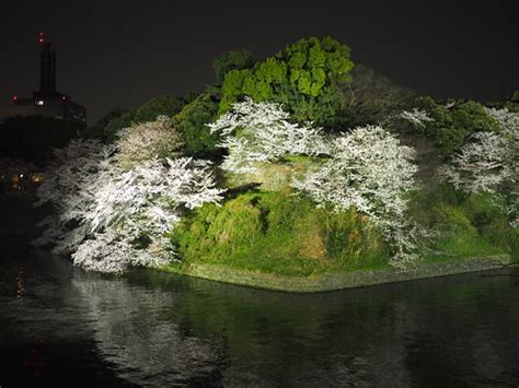 Cherry blossoms at Chidorigafuchi | 千鳥ヶ淵 桜 | nakashi | Flickr