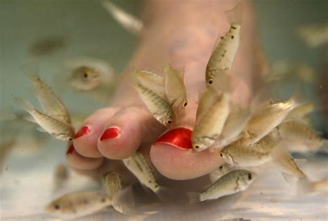 Barcelona Fish Pedicure | Tooth treatment for tootsies