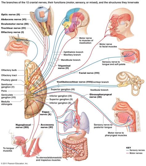 The Cranial Nerves - Sensory and Motor functions | Noel Templeton ...