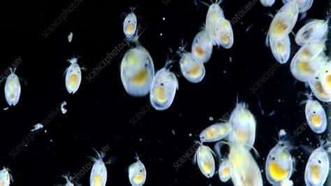 Vargula hilgendorfii ostracods swimming, microscopy - Stock Video Clip - K011/5115 - Science ...