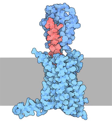 PDB-101: Molecule of the Month: Glucagon