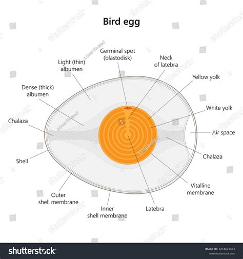 Bird Egg Structure Vector Illustration Stock Illustration 2214621483 ...