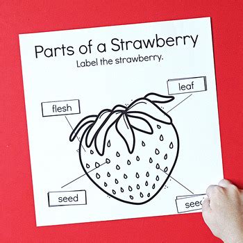 Strawberry Life Cycle by The Homeschool Journey | TPT