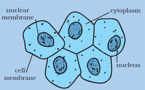 Human Epidermal Cells Diagram