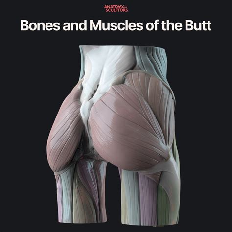 Bones and Muscles of the Butt by Anatomy For Sculptors Pelvis Anatomy ...