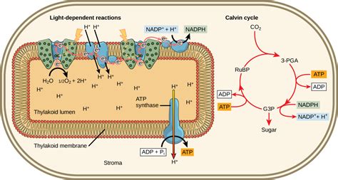 Reading: Light-Independent Reactions | Biology (Early Release)