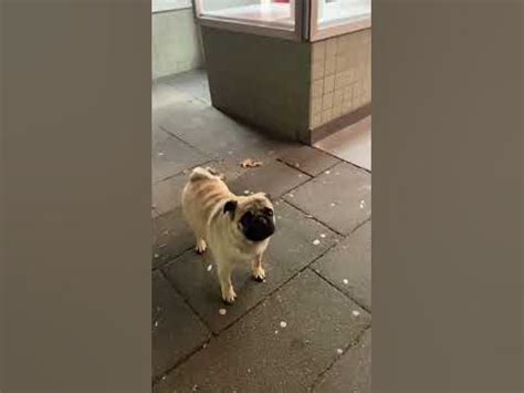 Pug barking on nothing #dogs #shorts - YouTube