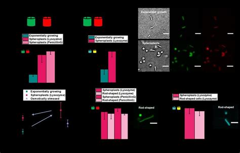 Spheroplast formation increases macromolecular crowding in E. coli. (a)... | Download Scientific ...