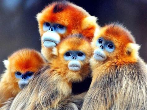 Golden Snub-nosed Monkeys in China in 2022 | Cute little animals, Primates, Cute animals