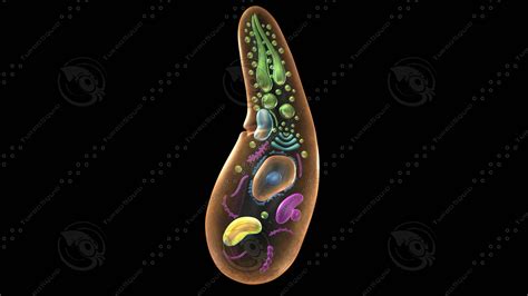 sporozoa protists organelle 3d model