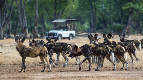 Tanzania Wildlife | 5559 sightings of species across Tanzania | Expert ...