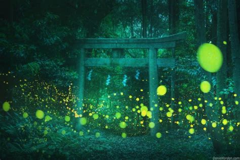 These Photos of Fireflies in Japan are Magical | PetaPixel