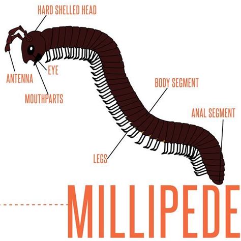 Do you know about millipedes? Learn more about millipedes and how to get rid of them with a home ...