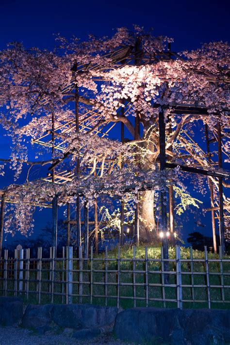 Photographing Sakura in Japan: Scenic Spots & Pro Photography Tips (3)