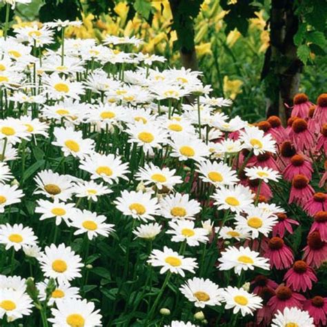 'Becky' Shasta Daisy | Perennials | Shasta daisies, Perennials, Shade perennials