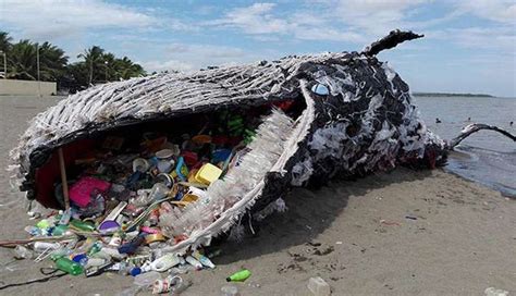 Plastic Pollution kills another Whale | WordlessTech