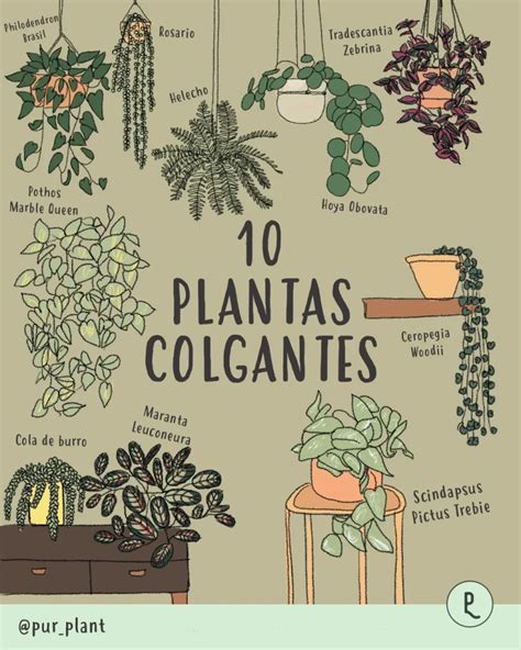 Tipos De Plantas De Interior