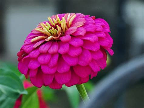 Zinnia Flower: Meaning, Symbolism, and Colors | Pansy Maiden