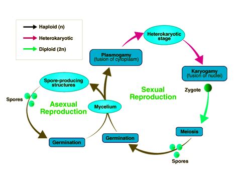 Fungus Life Cycle - Detailed Explanation with Images